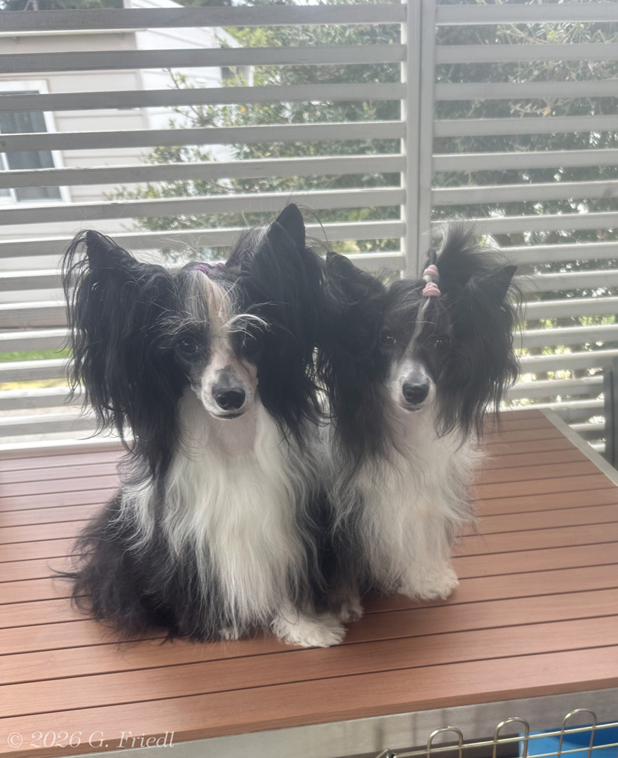 Dyoma & Gasthund Rapunzel/Dyoma & guest dog Rapunzel